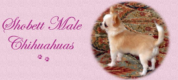 Shobett Male Chihuahuas